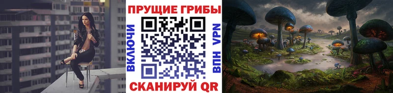 Галлюциногенные грибы Psilocybe  где можно купить   Облучье 